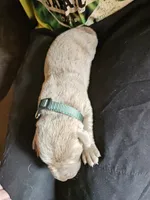 Dark Green Collar. Male, a male Chesapeake Bay Retriever and Labrador Retriever for sale in Homer, MI – 3 of 8