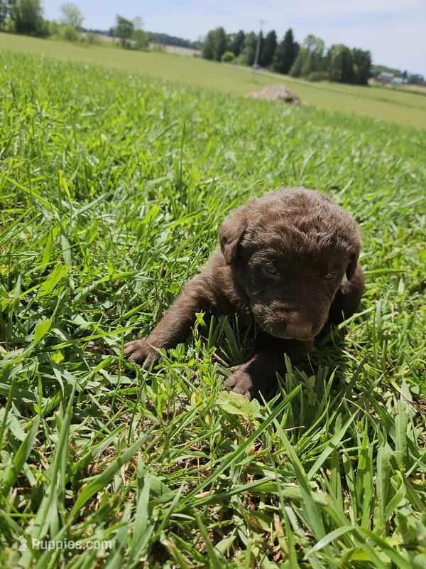 Light Blue Collar. Female – Chesapeake Bay Retriever, Labrador Retriever puppy for sale in Homer, MI