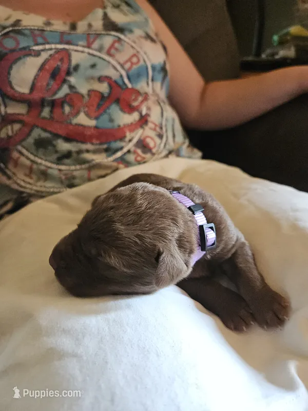 Light Purple.  Female – Chesapeake Bay Retriever, Labrador Retriever puppy for sale in Homer, MI