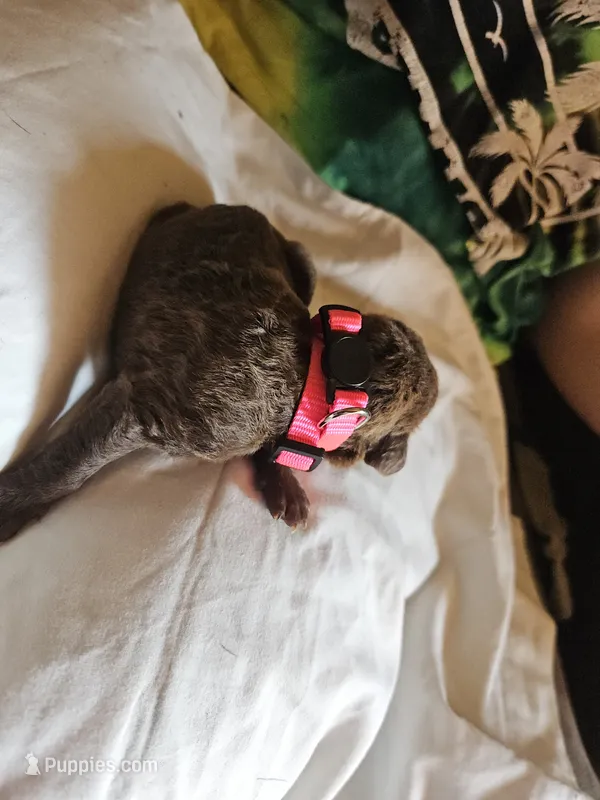Neon pink collar.  Female – Chesapeake Bay Retriever, Labrador Retriever puppy for sale in Homer, MI