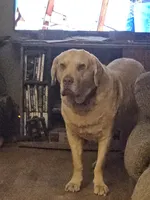 Dark Green Collar. Male, a male Chesapeake Bay Retriever and Labrador Retriever for sale in Homer, MI – 4 of 8