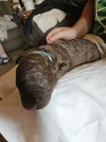 Light Blue Collar. Female, a female Chesapeake Bay Retriever and Labrador Retriever for sale in Homer, MI – 3 of 10