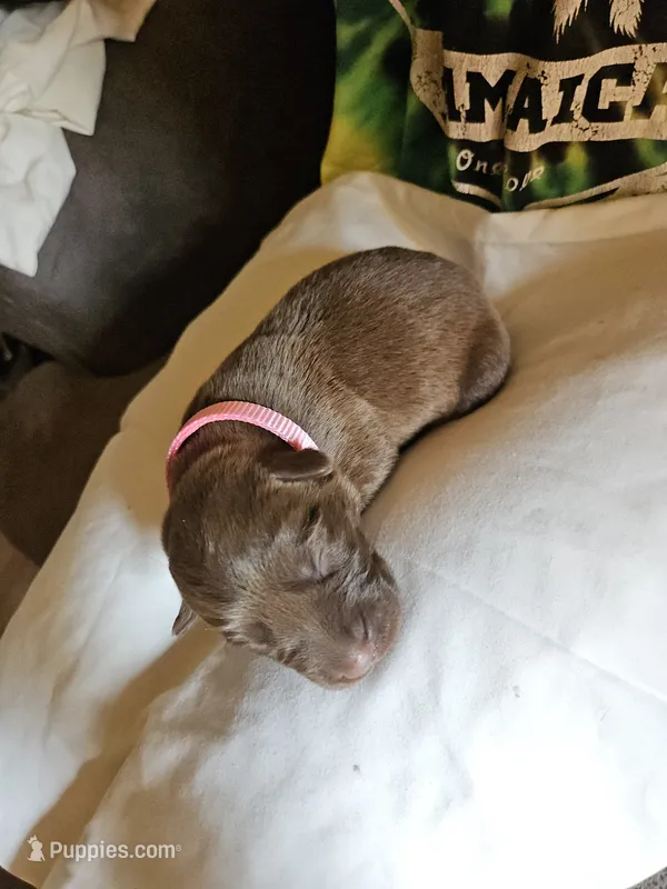 Pink Collar. Female – Chesapeake Bay Retriever, Labrador Retriever puppy for sale in Homer, MI