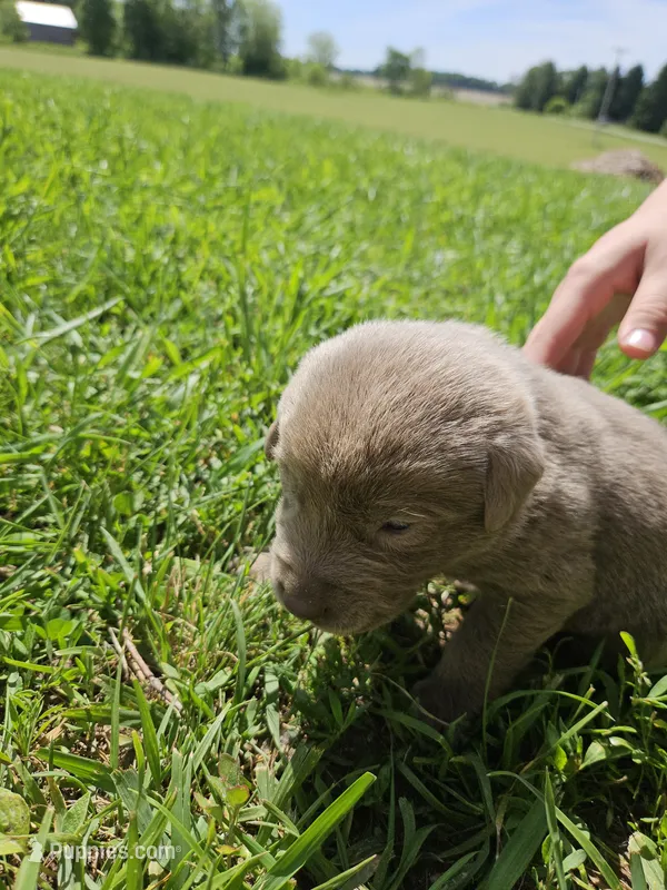 Dark Green Collar. Male – Chesapeake Bay Retriever, Labrador Retriever puppy for sale in Homer, MI