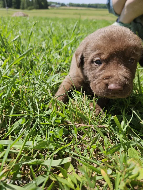 Neon Green.  Male – Chesapeake Bay Retriever, Labrador Retriever puppy for sale in Homer, MI