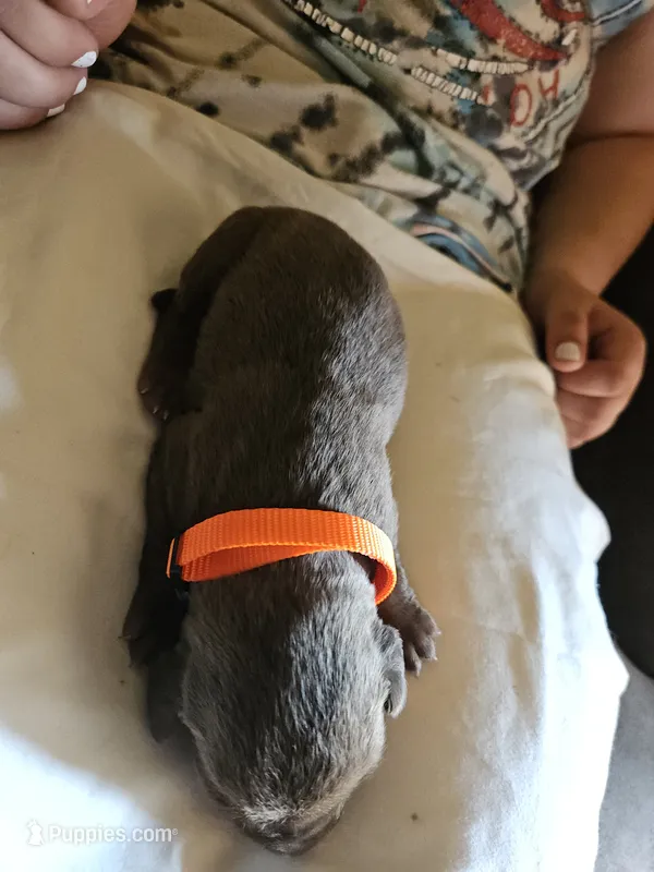 Yellow Collar.  Female – Chesapeake Bay Retriever, Labrador Retriever puppy for sale in Homer, MI