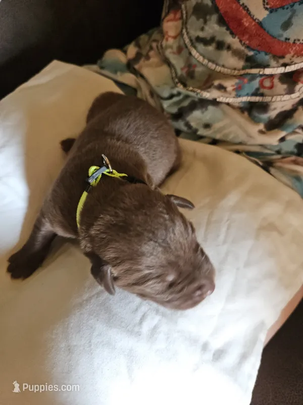 Neon Green.  Male – Chesapeake Bay Retriever, Labrador Retriever puppy for sale in Homer, MI