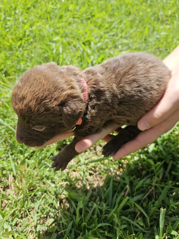 Neon pink collar.  Female – Chesapeake Bay Retriever, Labrador Retriever puppy for sale in Homer, MI