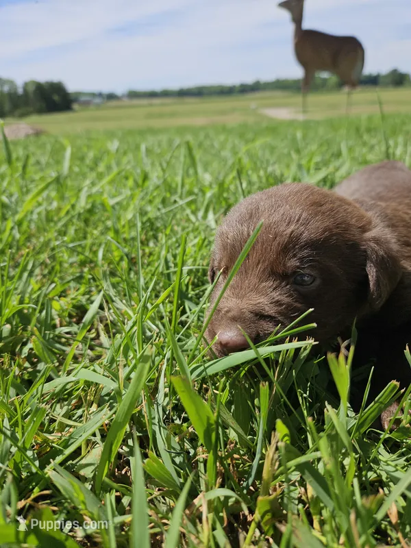Bright Blue collar.  Male – Chesapeake Bay Retriever, Labrador Retriever puppy for sale in Homer, MI