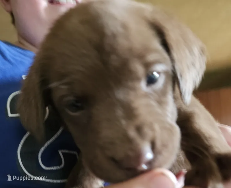 Black collar. Male – Chesapeake Bay Retriever, Labrador Retriever puppy for sale in Homer, MI