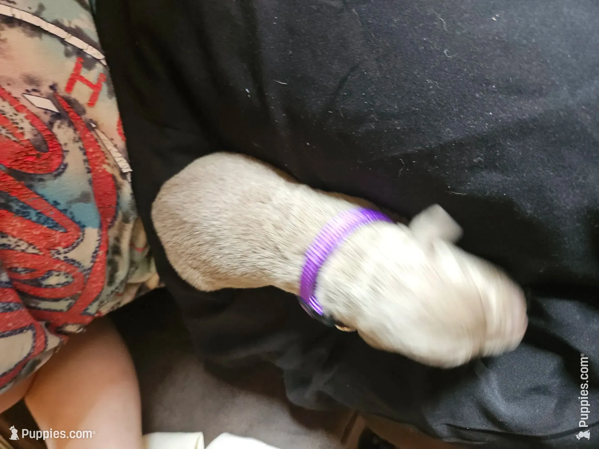 Dark Purple collar. Female, a female Chesapeake Bay Retriever and Labrador Retriever for sale in Homer, MI – 1 of 8