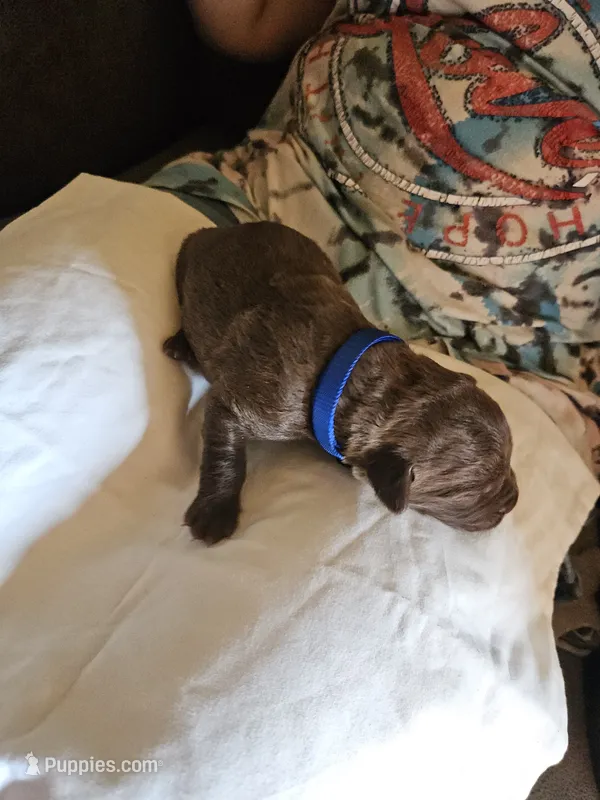 Bright Blue collar.  Male – Chesapeake Bay Retriever, Labrador Retriever puppy for sale in Homer, MI