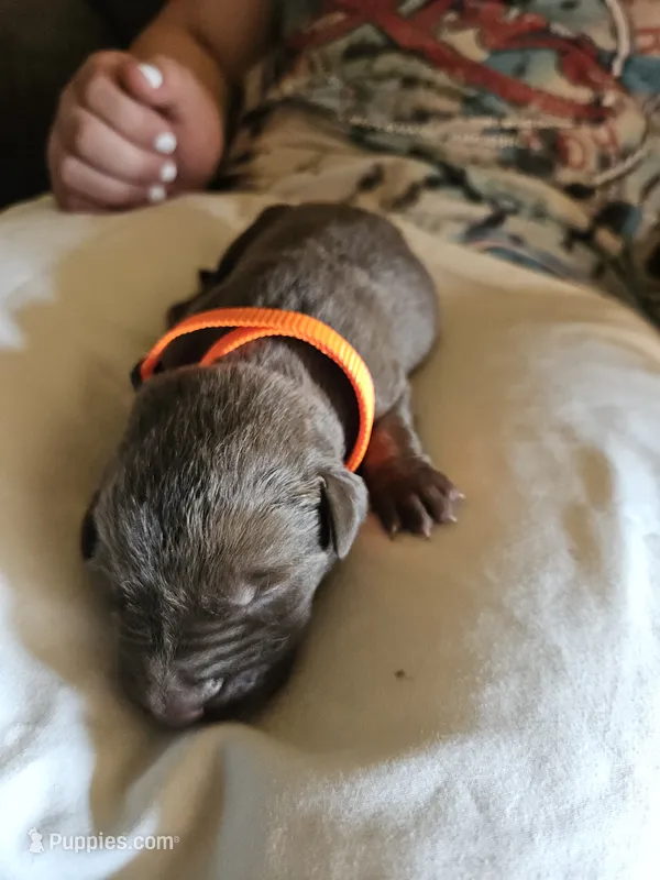 Yellow Collar.  Female – Chesapeake Bay Retriever, Labrador Retriever puppy for sale in Homer, MI