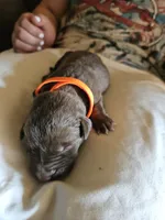 Yellow Collar.  Female, a female Chesapeake Bay Retriever and Labrador Retriever for sale in Homer, MI – 3 of 8