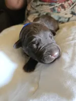 Bright Blue collar.  Male, a male Chesapeake Bay Retriever and Labrador Retriever for sale in Homer, MI – 2 of 8
