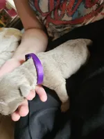 Dark Purple collar. Female, a female Chesapeake Bay Retriever and Labrador Retriever for sale in Homer, MI – 2 of 8