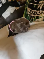 Pink Collar. Female, a female Chesapeake Bay Retriever and Labrador Retriever for sale in Homer, MI – 2 of 8