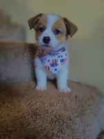 Hulk - Pembroke Welsh Corgi Boy (Green), a male Pembroke Welsh Corgi for sale in Luther, OK – 4 of 9