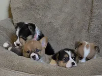 Pink Collar Female - Pembroke, a female Pembroke Welsh Corgi for sale in Luther, OK – 6 of 8