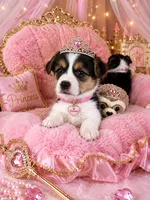 Pink Collar Female - Pembroke, a female Pembroke Welsh Corgi for sale in Luther, OK – 3 of 8