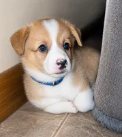 Blue Collar Male - Pembroke, a male Pembroke Welsh Corgi for sale in Luther, OK – 4 of 7