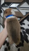 Blue Collar Male - Pembroke, a male Pembroke Welsh Corgi for sale in Luther, OK – 2 of 7
