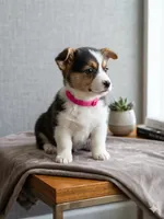 Pink Collar Female - Pembroke, a female Pembroke Welsh Corgi for sale in Luther, OK – 1 of 8