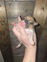 Yellow Collar Female - Pembroke, a female Pembroke Welsh Corgi for sale in Luther, OK – 3 of 7