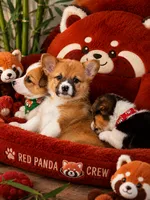 Yellow Collar Female - Pembroke, a female Pembroke Welsh Corgi for sale in Luther, OK – 6 of 7