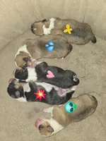 Red Collar Male - Pembroke , a male Pembroke Welsh Corgi for sale in Luther, OK – 5 of 5