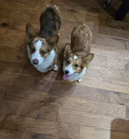 Hulk - Pembroke Welsh Corgi Boy (Green), a male Pembroke Welsh Corgi for sale in Luther, OK – 9 of 9
