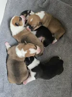 Green Collar Male - Pembroke, a male Pembroke Welsh Corgi for sale in Luther, OK – 6 of 6
