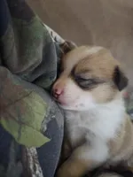 Blue Collar Male - Pembroke, a male Pembroke Welsh Corgi for sale in Luther, OK – 7 of 7