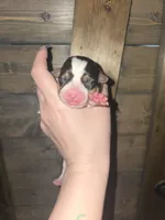 Pink Collar Female - Pembroke, a female Pembroke Welsh Corgi for sale in Luther, OK – 5 of 8