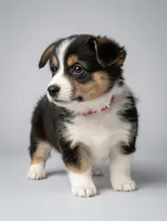 Red Collar Male - Pembroke , a male Pembroke Welsh Corgi for sale in Luther, OK – 1 of 5