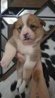 Blue Collar Male - Pembroke, a male Pembroke Welsh Corgi for sale in Luther, OK – 3 of 7