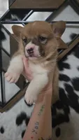 Yellow Collar Female - Pembroke, a female Pembroke Welsh Corgi for sale in Luther, OK – 4 of 7