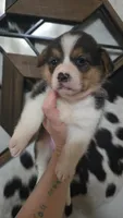 Pink Collar Female - Pembroke, a female Pembroke Welsh Corgi for sale in Luther, OK – 8 of 8