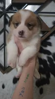 Green Collar Male - Pembroke, a male Pembroke Welsh Corgi for sale in Luther, OK – 3 of 6