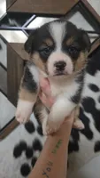 Red Collar Male - Pembroke , a male Pembroke Welsh Corgi for sale in Luther, OK – 2 of 5