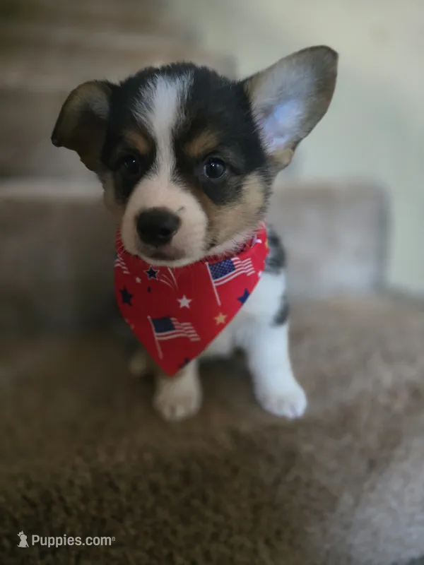 Red Collar Male - Pembroke  – Pembroke Welsh Corgi puppy for sale in Luther, OK