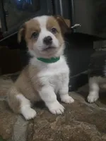 Green Collar Male - Pembroke, a male Pembroke Welsh Corgi for sale in Luther, OK – 4 of 6