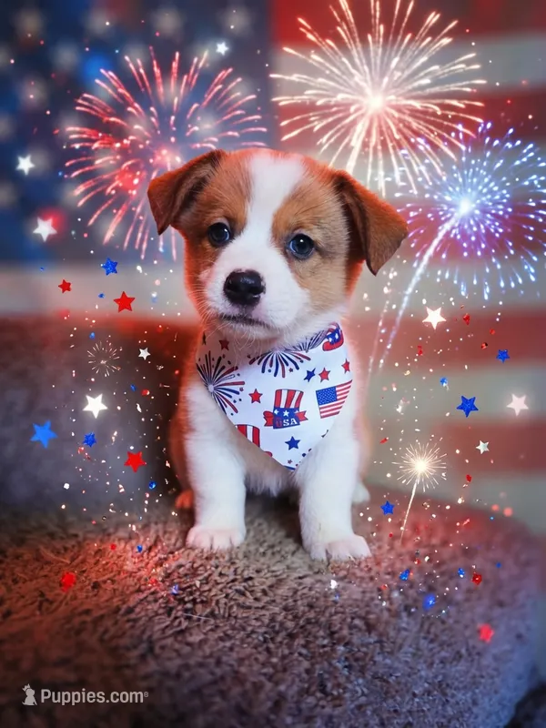 Green Collar Male - Pembroke – Pembroke Welsh Corgi puppy for sale in Luther, OK