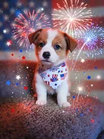 Hulk - Pembroke Welsh Corgi Boy (Green), a male Pembroke Welsh Corgi for sale in Luther, OK – 1 of 9
