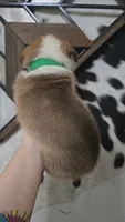 Green Collar Male - Pembroke, a male Pembroke Welsh Corgi for sale in Luther, OK – 2 of 6