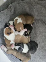 Yellow Collar Female - Pembroke, a female Pembroke Welsh Corgi for sale in Luther, OK – 2 of 7