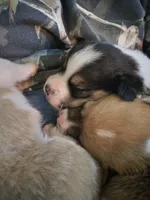 Pink Collar Female - Pembroke, a female Pembroke Welsh Corgi for sale in Luther, OK – 2 of 8