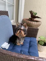 Chifito , a male Yorkshire Terrier for sale in Fort Lauderdale, FL – 4 of 10