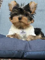 Bebe , a male Yorkshire Terrier for sale in Fort Lauderdale, FL – 9 of 10