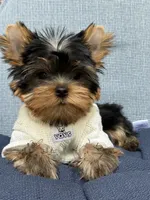 Bebe , a male Yorkshire Terrier for sale in Fort Lauderdale, FL – 6 of 10